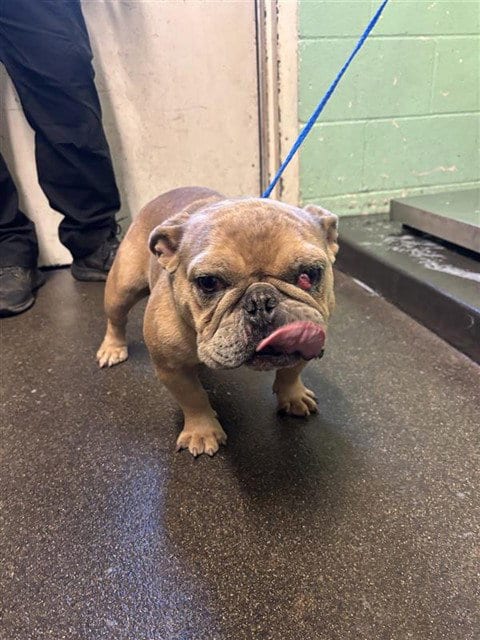 Photo of Snow Cone, adoptable French Bulldog in Sacramento, California