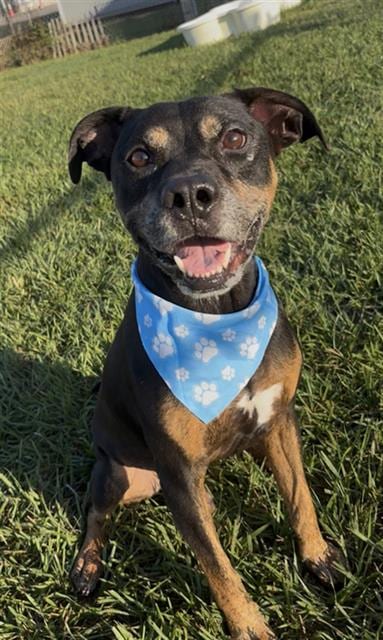 Photo of Ozzy, adoptable Pit Bull Terrier in Rosenberg, Texas