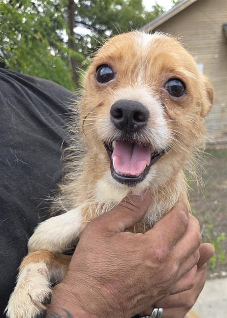 Photo of JR, adoptable Chihuahua in San Antonio, Texas