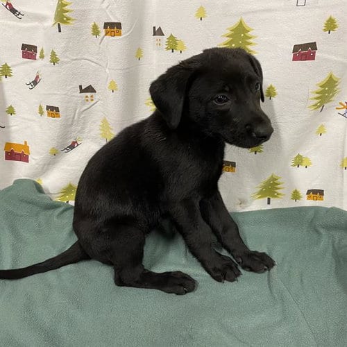 Photo of A614293, adoptable German Shepherd Dog in Modesto, California
