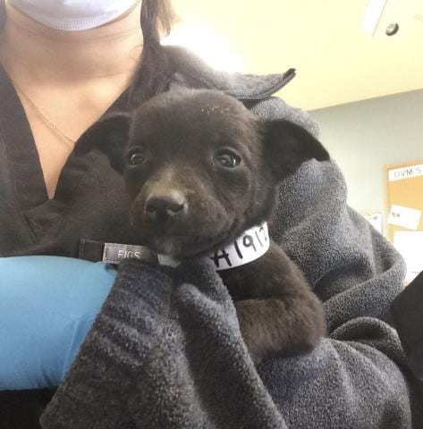 Photo of Mandy, adoptable Belgian Shepherd Malinois in Riverside, California