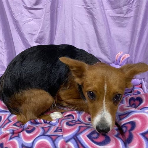 Photo of Bambina, adoptable Chihuahua in Modesto, California