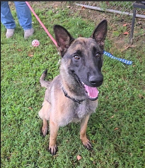 Photo of Maeve located in Illinois, adoptable Belgian Shepherd Malinois in Imlay City, Michigan
