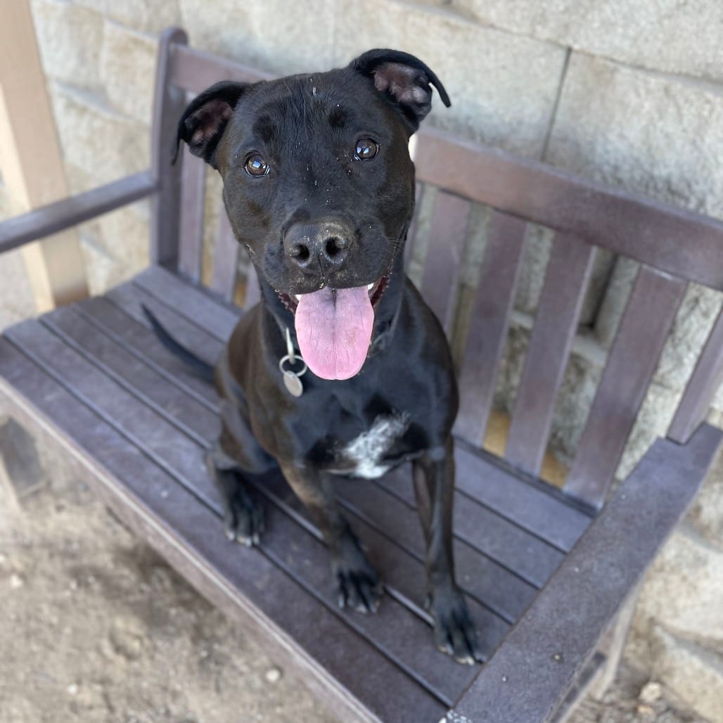 Photo of Leia, adoptable Terrier, Pit Bull / Retriever, Labrador in Riverside, California