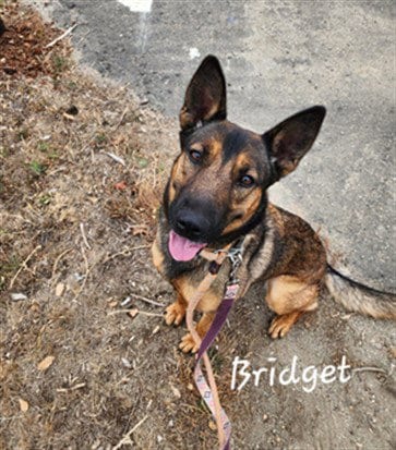 Photo of Bridgette, adoptable Australian Shepherd in Lompoc, California