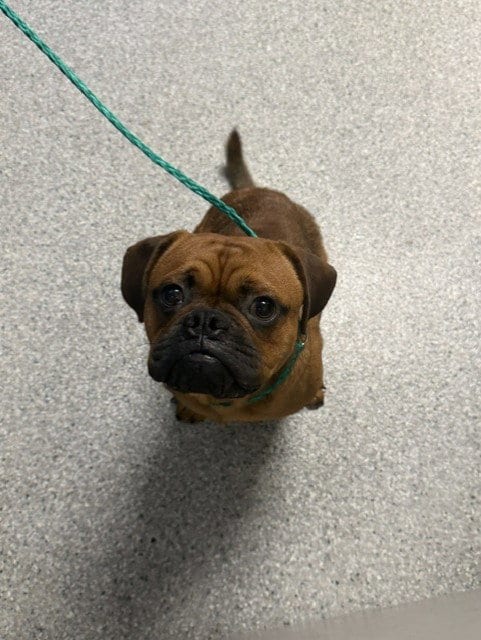 Photo of Remi, adoptable Pug in Pasadena, Texas