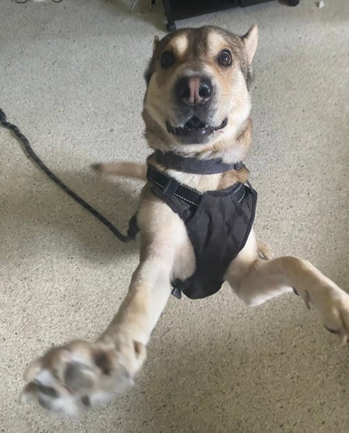 Photo of Roo, adoptable Husky in Miami, Florida