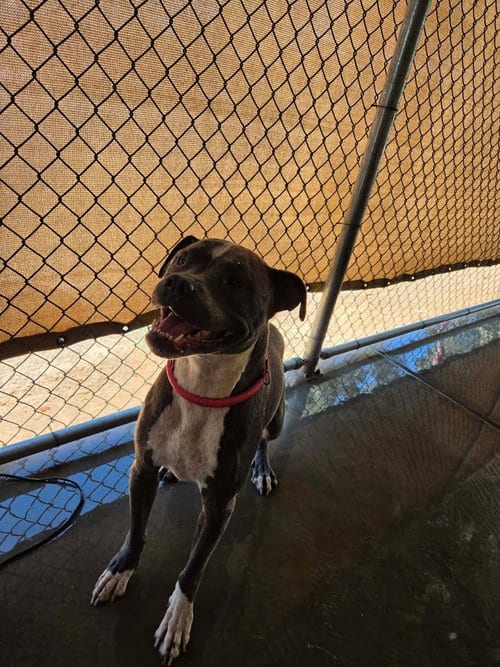 Photo of Wiggles, adoptable Pit Bull Terrier in El Centro, California