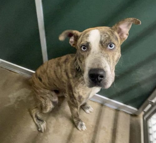 Photo of Choco Milk, adoptable Pit Bull Terrier in Killeen, Texas