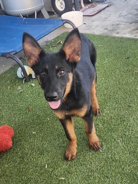 Photo of Clover, adoptable German Shepherd Dog in Stockton, California