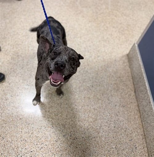 Photo of Dunnellon, adoptable Catahoula Leopard Dog in Miami, Florida