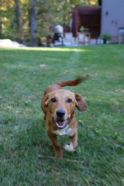 Photo of Georgie (AL), adoptable Beagle in New York, New York