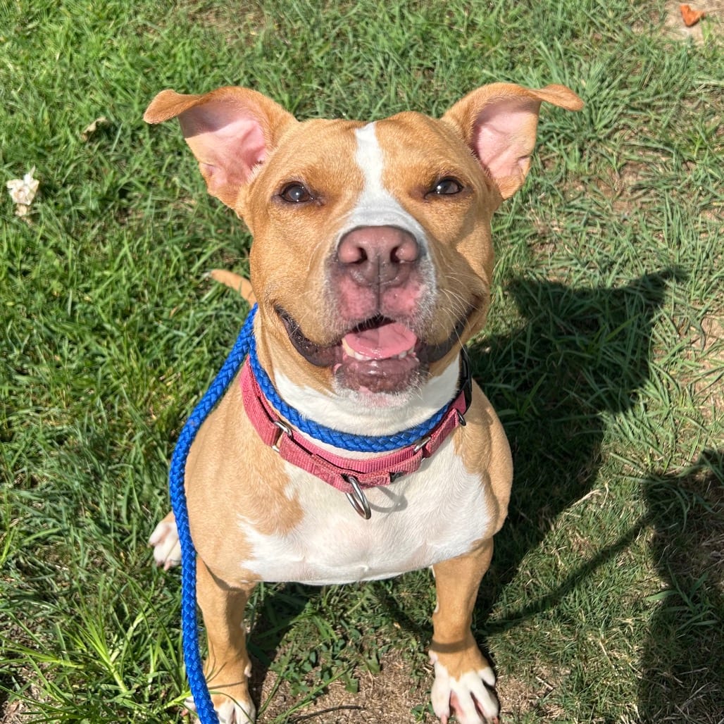 Photo of Sprinkler, adoptable Mixed Breed (Medium) / Mixed Breed (Medium) in Patchogue, New York