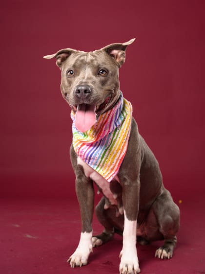 Photo of Lady, adoptable dog in Atlanta, Georgia