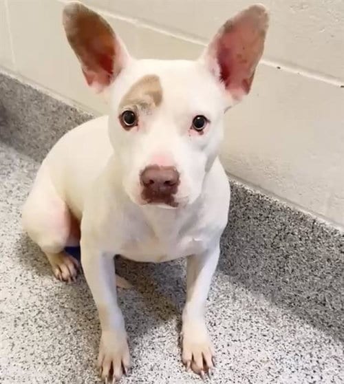 Photo of Cotton Candy, adoptable American Bulldog in Houston, Texas
