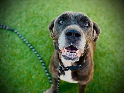 Photo of Queen, adoptable Cane Corso Mastiff in Orlando, Florida