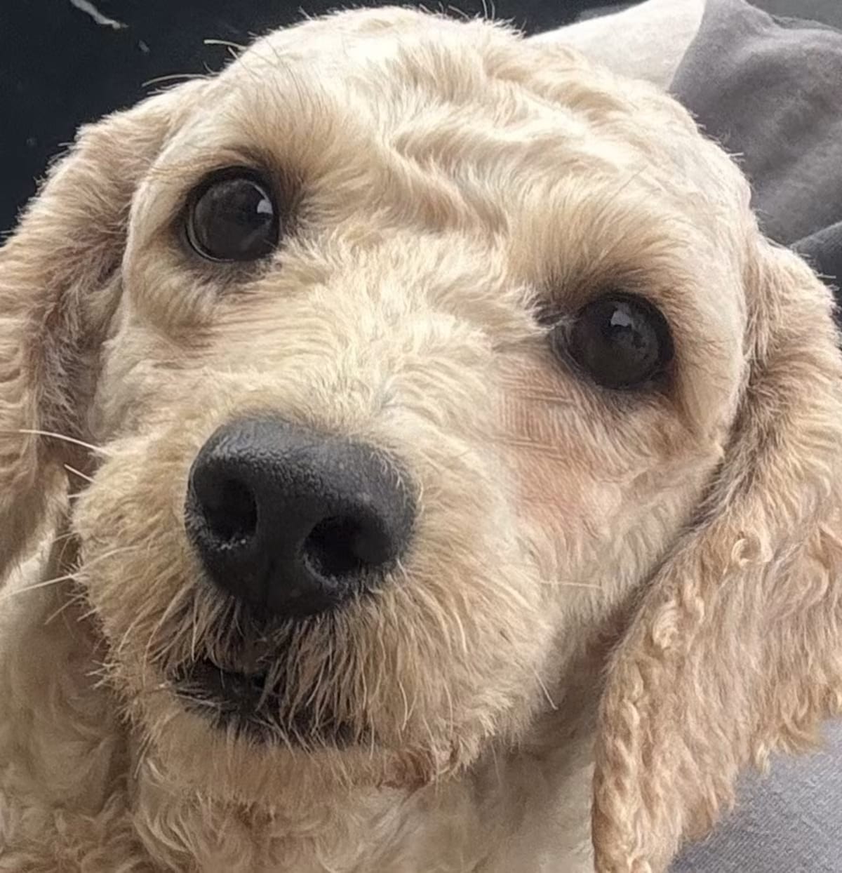 Photo of Mango, adoptable Goldendoodle in Hainesville, Illinois
