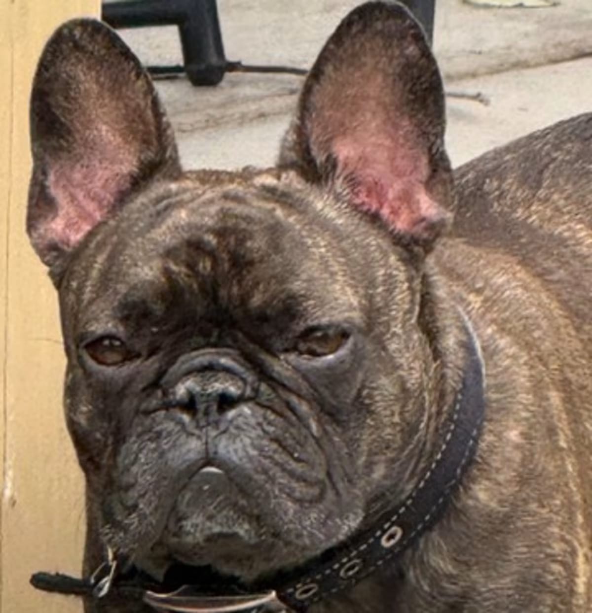 Photo of Bella, adoptable French Bulldog in Pueblo, Colorado