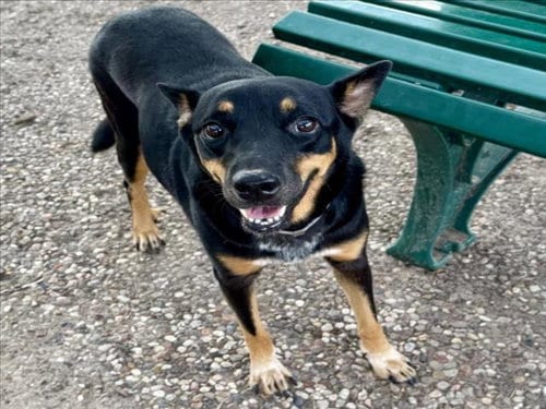 Photo of Fergie, adoptable Australian Kelpie in Houston, Texas