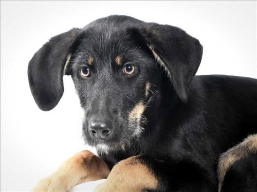 Photo of Sunshine, adoptable German Shepherd Dog in Fort Collins, Colorado