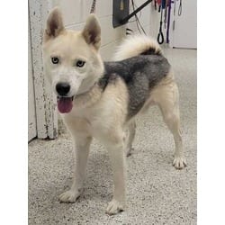 Photo of Tundros, adoptable Husky in Kansas City, Missouri