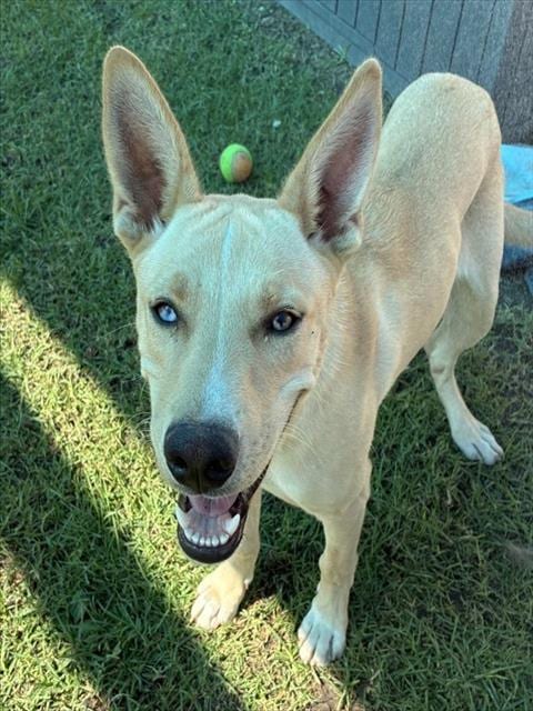 Photo of Foo, adoptable Labrador Retriever in San Bernardino, California