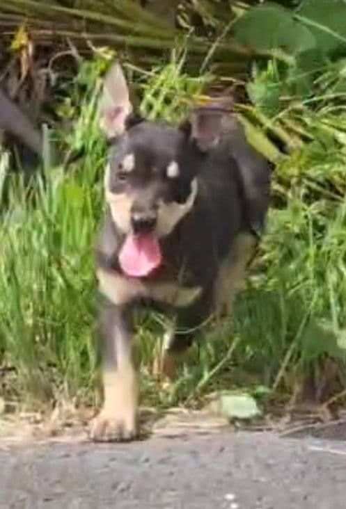 Photo of Cheese, adoptable Miniature Pinscher in Virginia Beach, Virginia