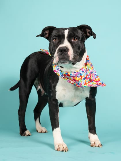 Photo of Big Mama, adoptable dog in Atlanta, Georgia