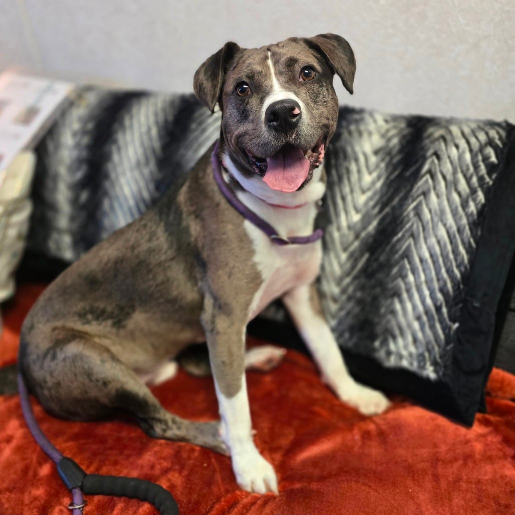 Photo of Camo, adoptable Mixed Breed (Medium) in Hinesville, Georgia