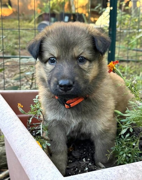 Photo of Pumpkins Litter Persimmon - Located in SC, adoptable Belgian Shepherd Malinois in Imlay City, Michigan