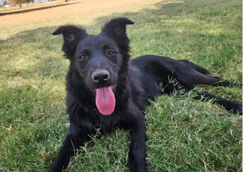 Photo of Colby, adoptable Flat-coated Retriever in Grafton, Wisconsin