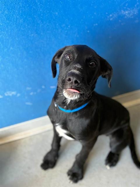 Photo of Cobra Bubbles, adoptable Labrador Retriever in Visalia, California