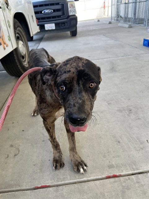 Photo of Rose, adoptable Catahoula Leopard Dog in Bakersfield, California