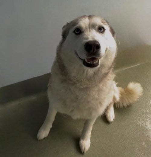 Photo of Snow, adoptable Siberian Husky in Baldwin Park, California