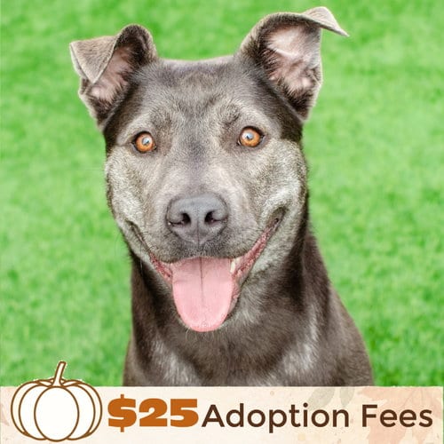 Photo of Miso, adoptable Siberian Husky in Burlingame, California