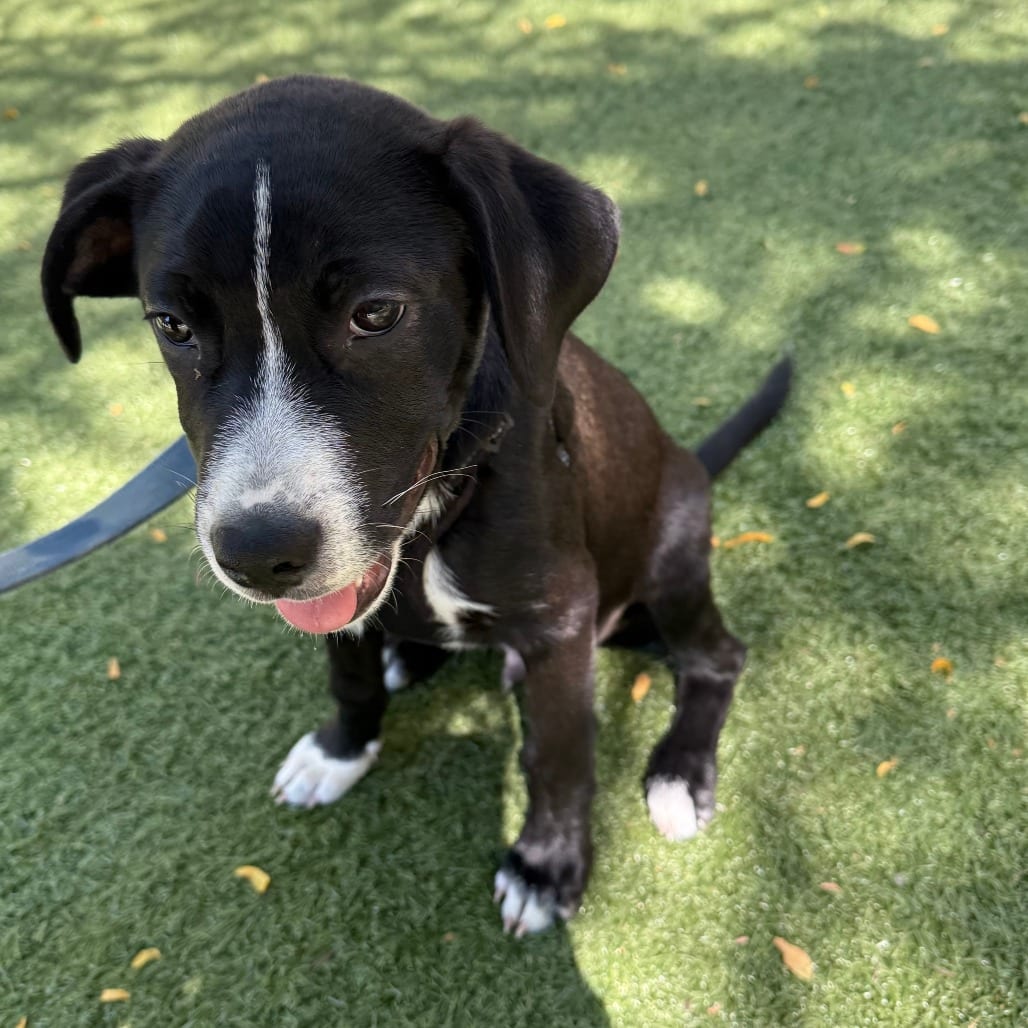 Photo of Lorcan, adoptable Retriever, Labrador / Mix in Fairfax Station, Virginia