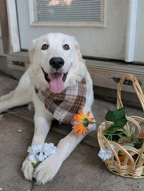 Photo of Cirilla, adoptable Great Pyrenees in Bend, Oregon
