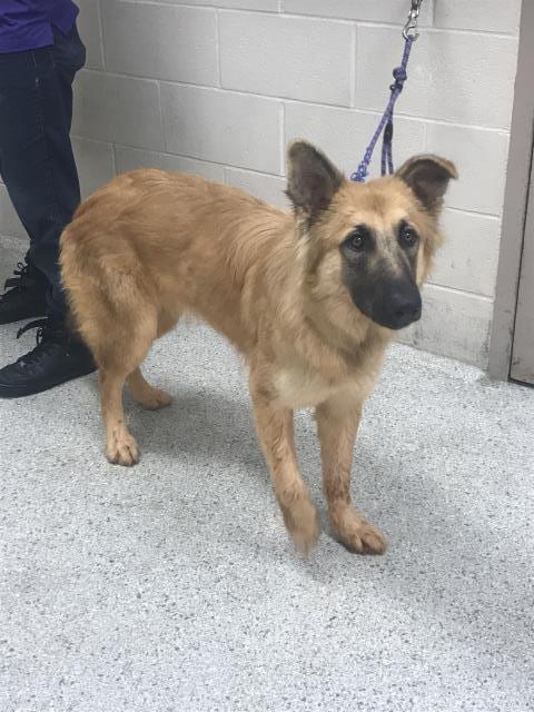 Photo of A432758, adoptable German Shepherd Dog in Conroe, Texas