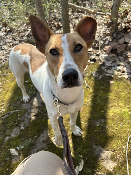 Photo of Lincoln, adoptable Husky in Linton, Indiana