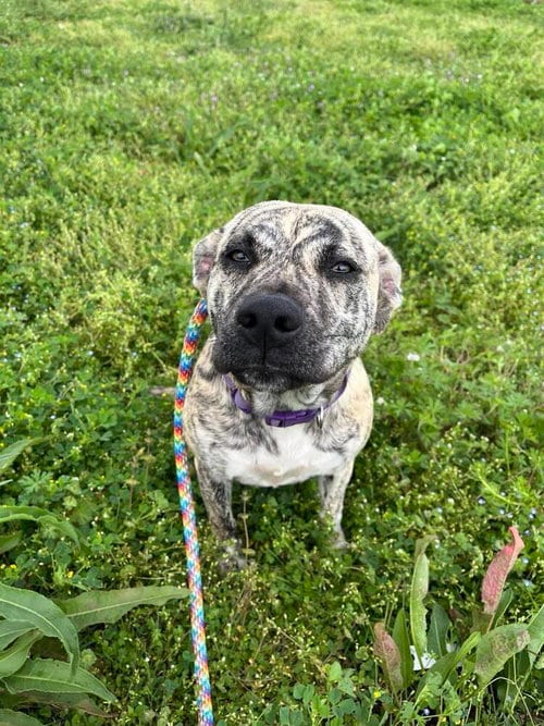 Photo of Lisa - Loving Goofball, adoptable American Staffordshire Terrier in Oakhurst, New Jersey