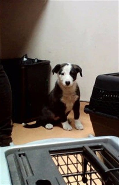 Photo of Callie, adoptable Australian Shepherd in Martinez, California