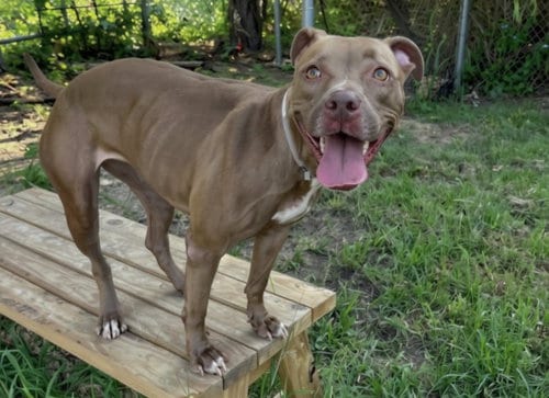 Photo of Brown Suga, adoptable Staffordshire Bull Terrier in Houston, Texas