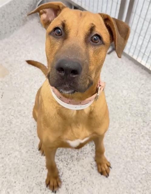 Photo of Brianna, adoptable Labrador Retriever in Houston, Texas