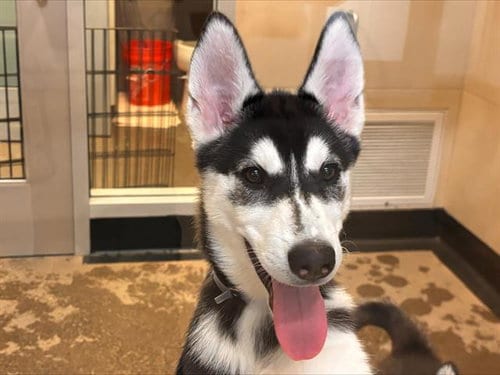 Photo of Nani, adoptable Siberian Husky in Redwood City, California
