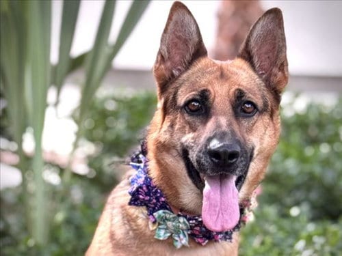Photo of Flora, adoptable German Shepherd Dog in San Pedro, California