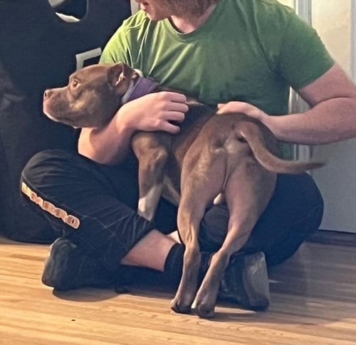 Photo of Canelo, adoptable American Pit Bull Terrier in Marina Del Rey, California