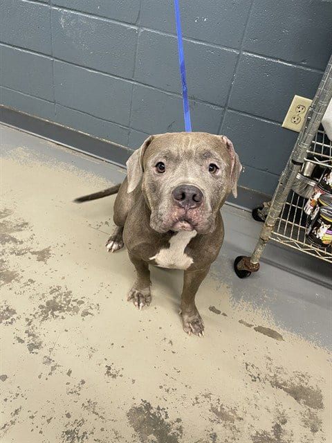 Photo of Alex, adoptable American Pit Bull Terrier in Tallahassee, Florida