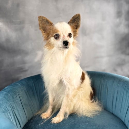 Photo of Kipper, adoptable Papillon in Garland, Texas