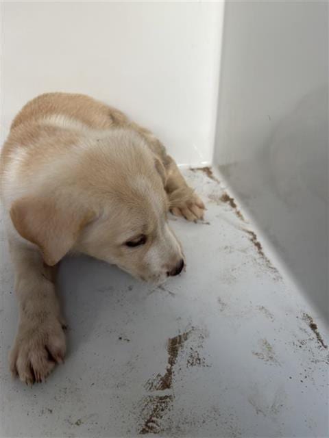 Photo of Flame, adoptable Labrador Retriever in Houston, Texas