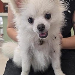 Photo of Casper, adoptable Pomeranian in Burnsville, North Carolina
